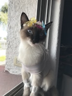 A cat with blue eyes sits by a window, wearing a light-colored shirt and adorned with colorful butterfly clips on its head. The scene is softly lit, highlighting the cat's fur and accessories.