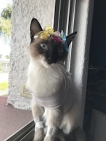 A cat with blue eyes sits by a window, wearing a light-colored shirt and adorned with colorful butterfly clips on its head. The scene is softly lit, highlighting the cat's fur and accessories.