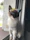 A stylish cat wearing a colorful handmade dress sitting on a windowsill