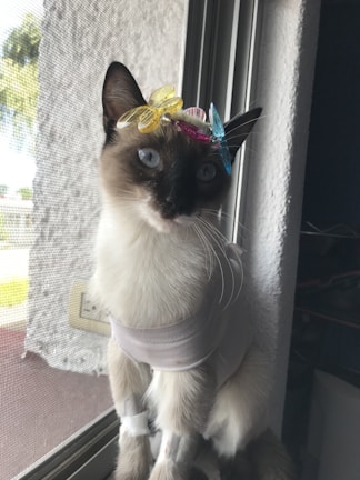 A cat with blue eyes sits by a window, wearing a light-colored shirt and adorned with colorful butterfly clips on its head. The scene is softly lit, highlighting the cat's fur and accessories.