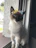 A stylish cat wearing a colorful handmade dress sitting on a windowsill
