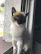 A stylish cat wearing a custom-made dress posing gracefully by a window.