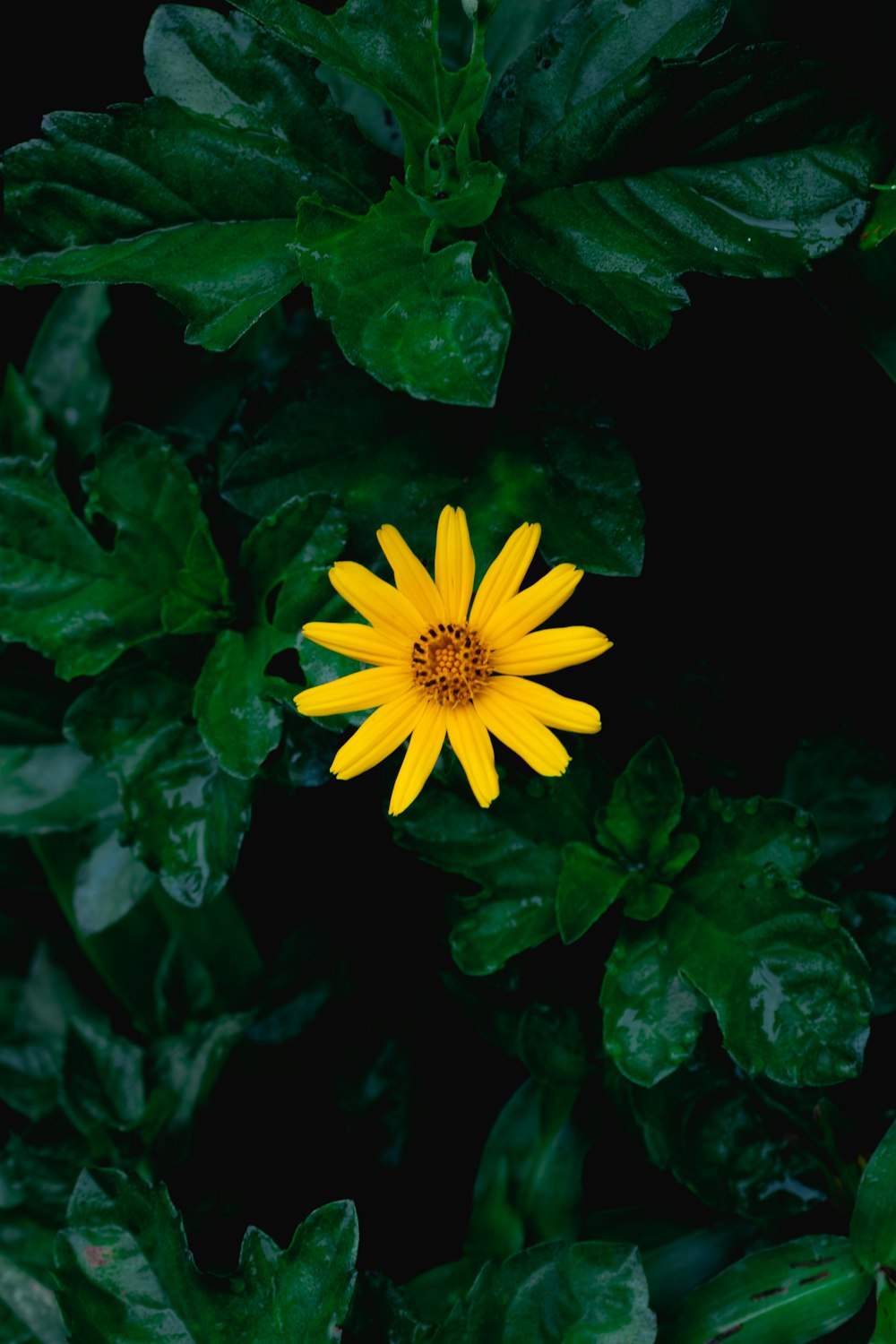 flor amarilla con hojas verdes