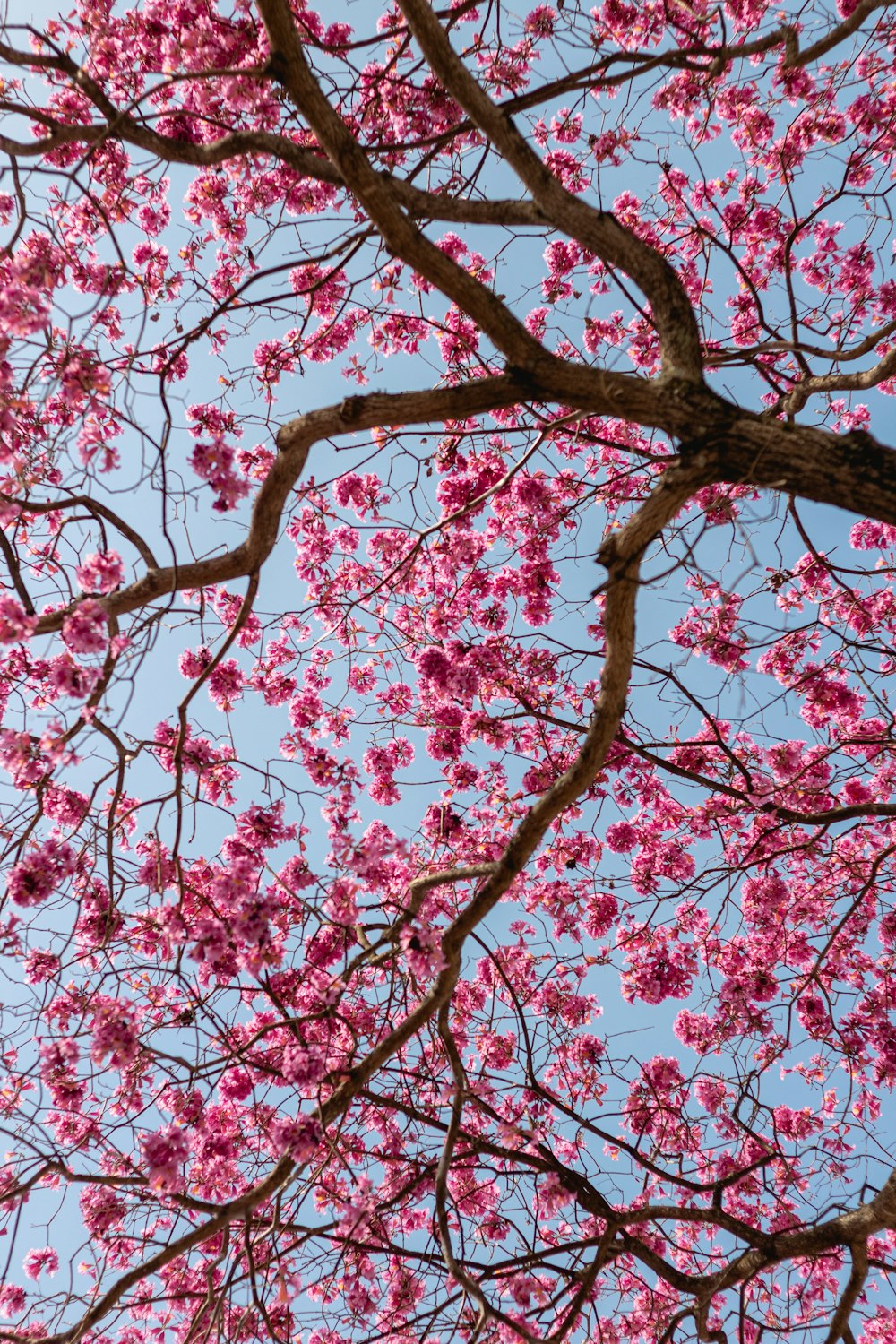 pink cherry blossom tree during daytime