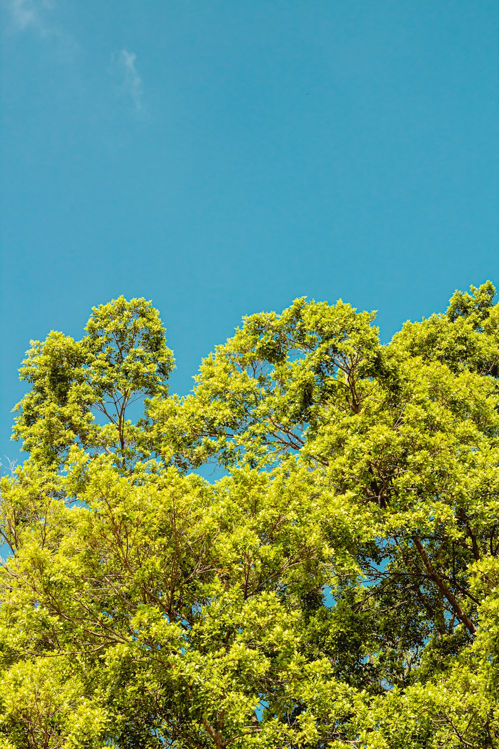 yellow leaf tree under blue sky during daytime