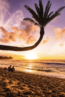 A picturesque beach scene at sunset with a prominent curved palm tree in the foreground. In the background, the sun sets over the ocean, casting golden and pink hues across the sky. Two people sit on the sandy beach, enjoying the view.
