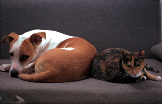 A playful maltipom dog and an orange cat lounging together on a cozy couch.