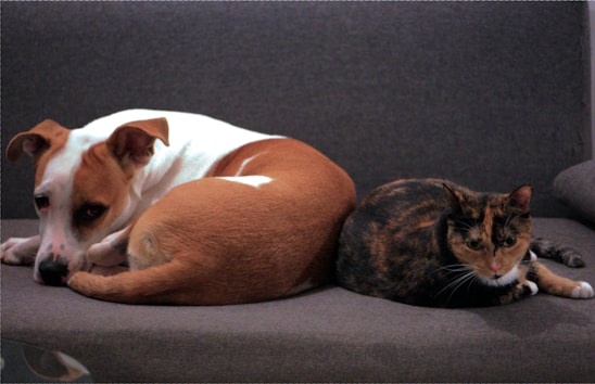 A calm dog and cat resting peacefully in a cozy home environment.