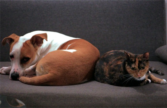 A brown and white dog is lying on a gray couch next to a black and orange calico cat. Both animals appear relaxed and are resting close to each other.