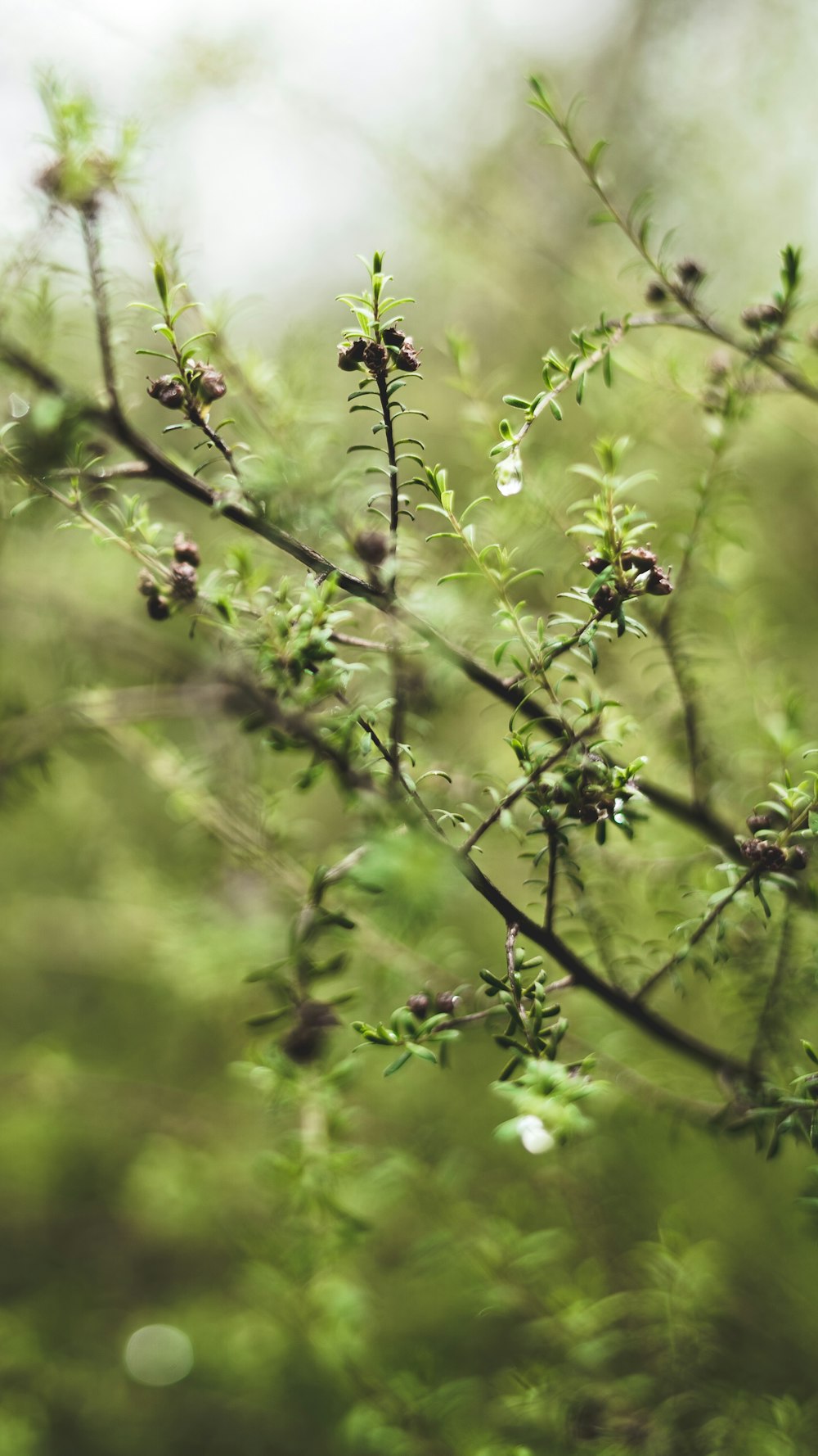 green plant in tilt shift lens