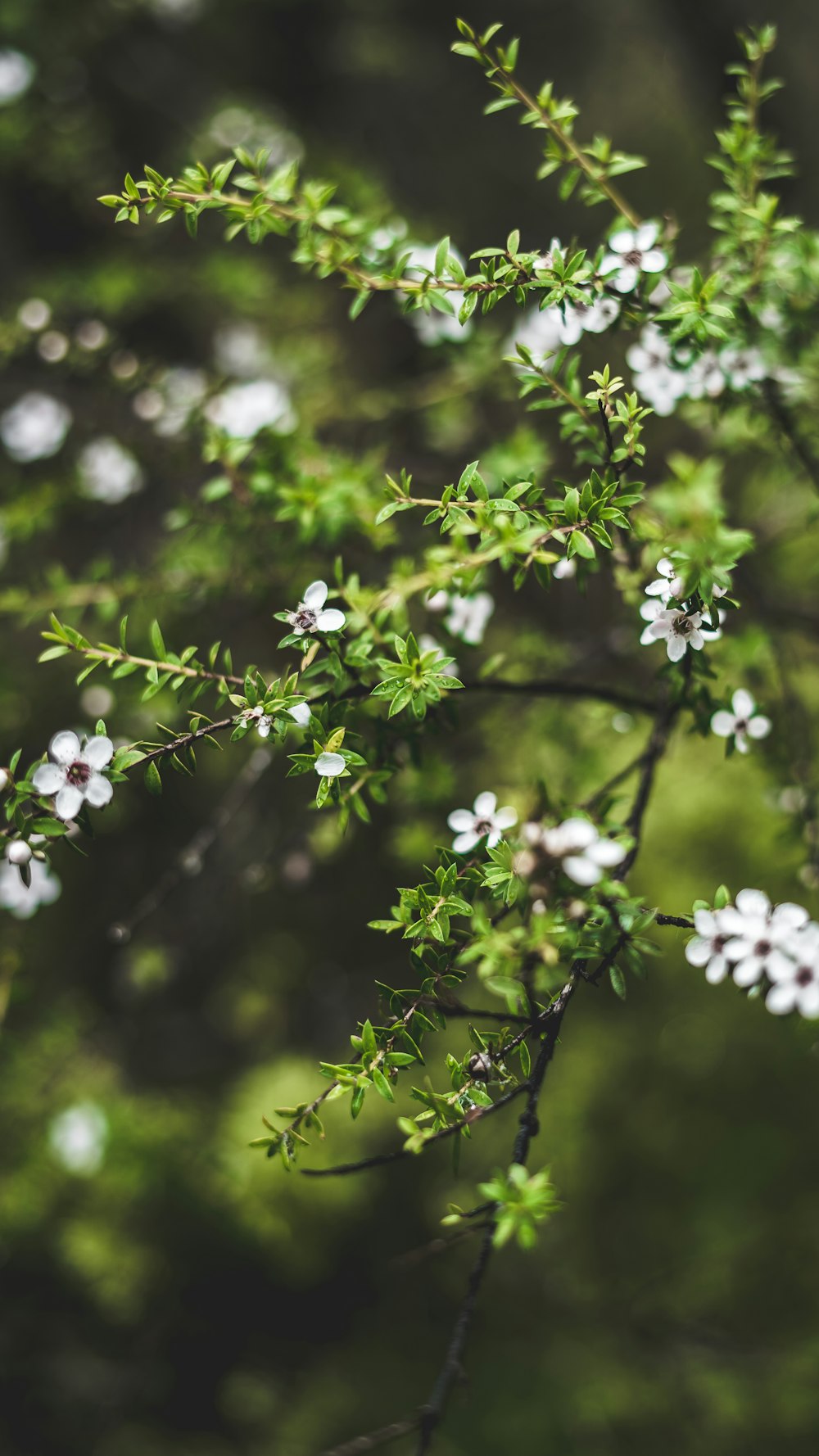 white flowers in tilt shift lens