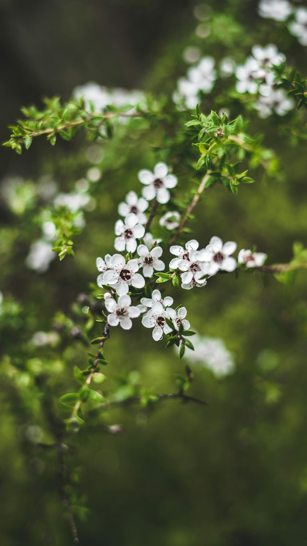 white flower buds in tilt shift lens