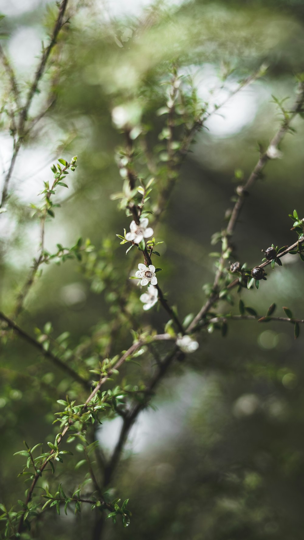 green plant in tilt shift lens