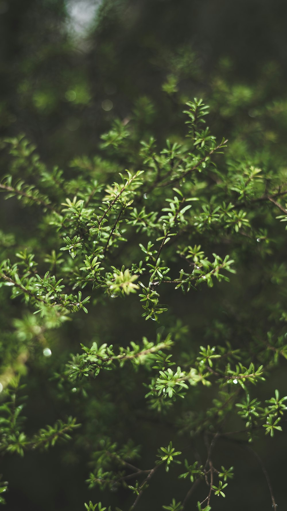 green leaves in tilt shift lens