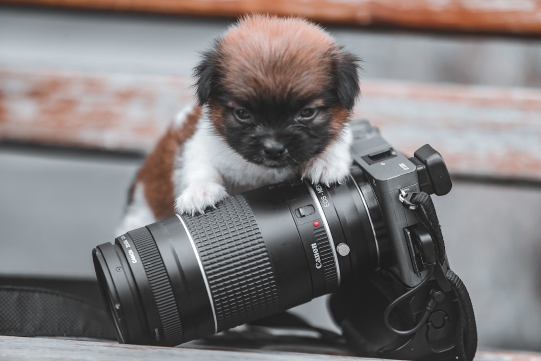 black and white cat on black and silver dslr camera