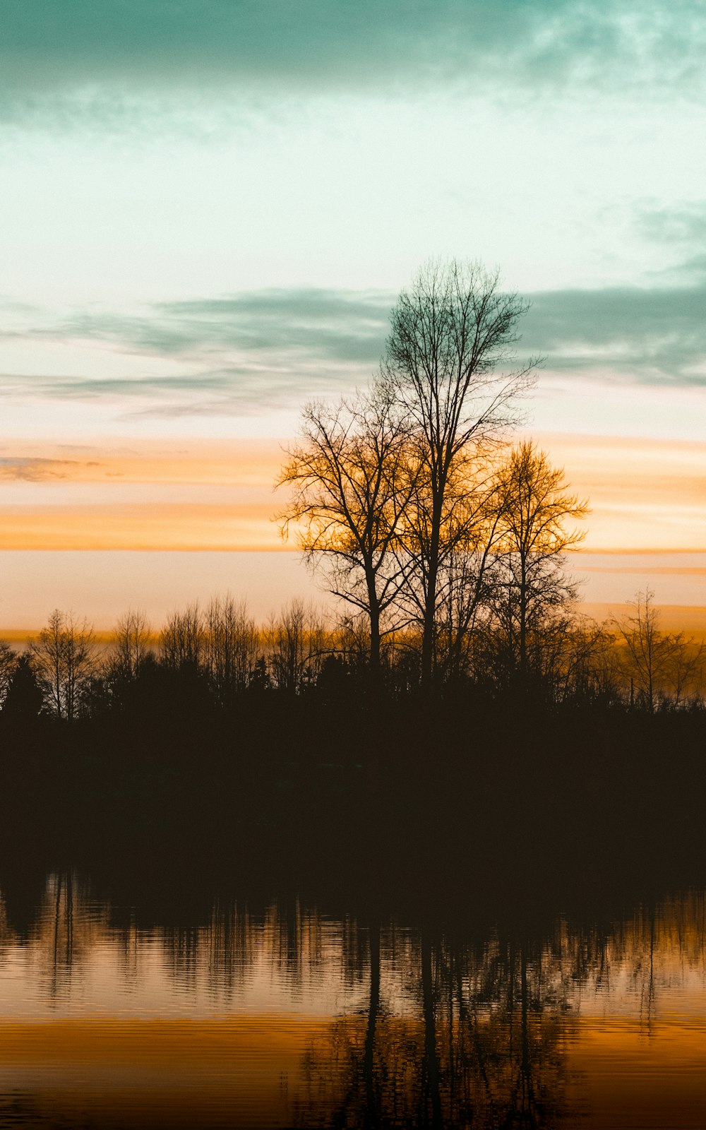 leafless tree on brown field during sunset