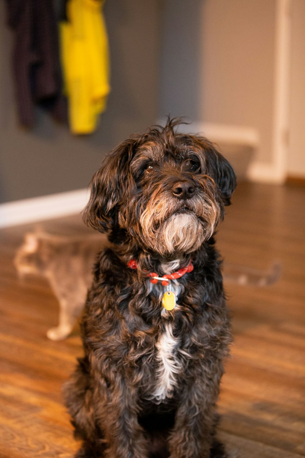 black and white long coat small dog