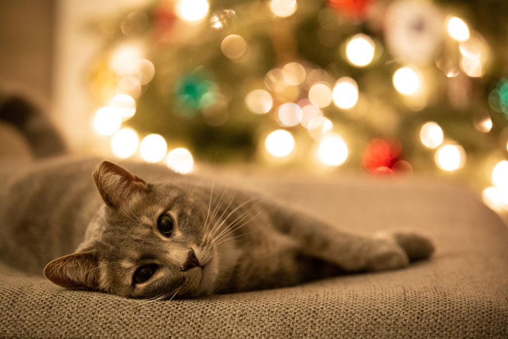 silver tabby cat lying on gray textile