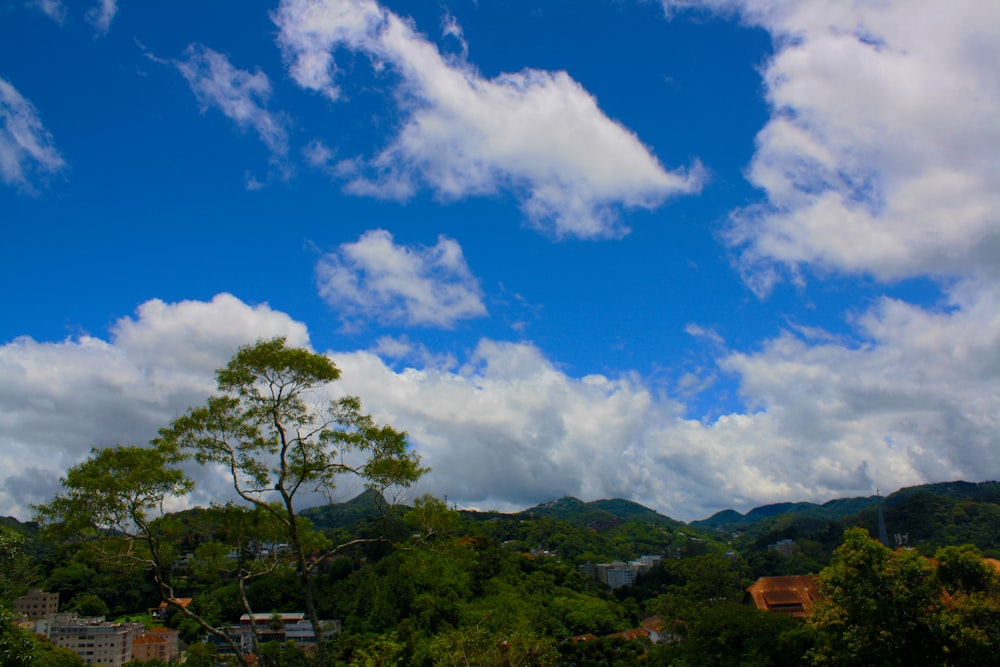 green trees under blue sky and white clouds during daytime