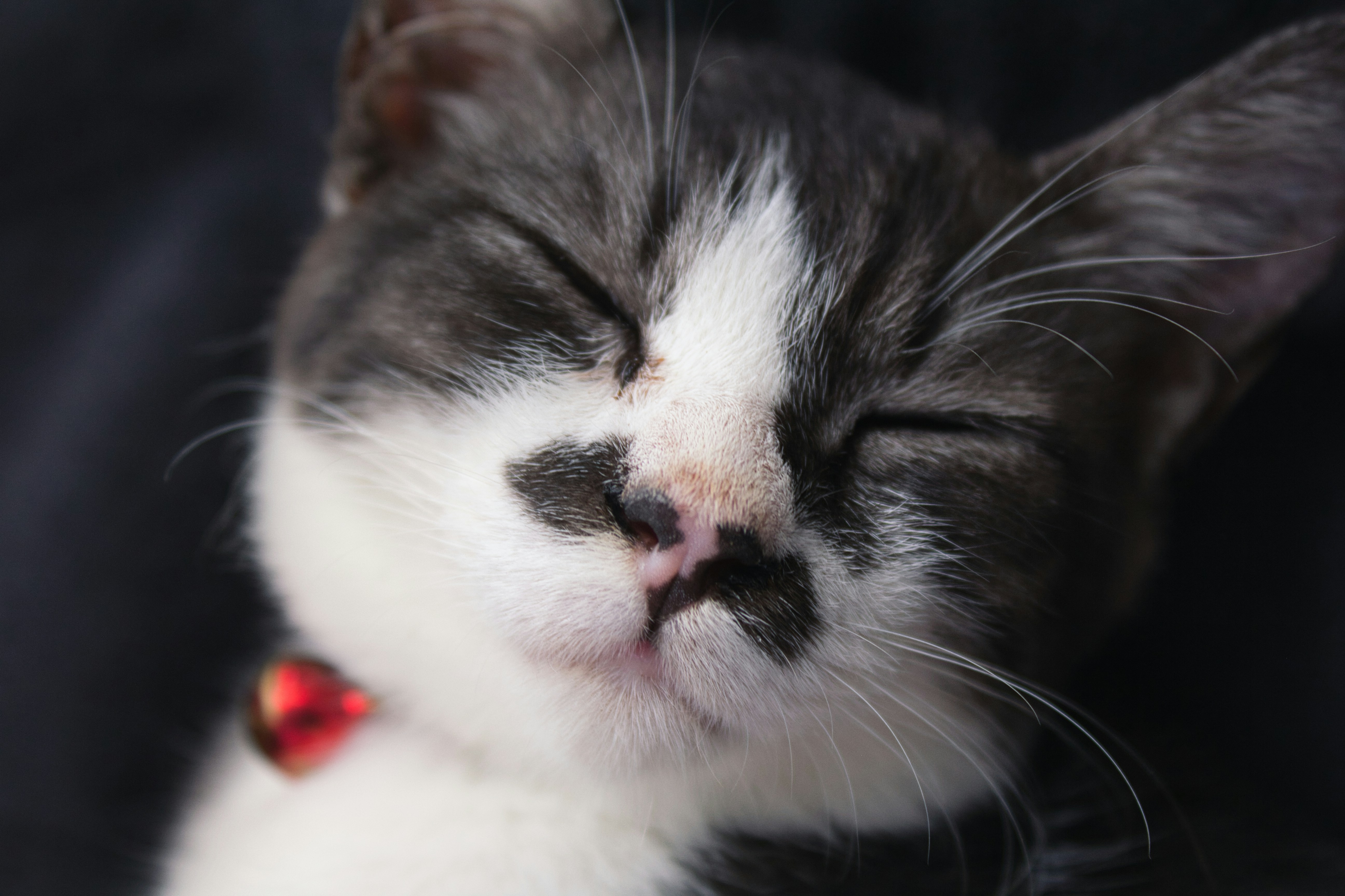 silver tabby cat lying on white and red textile