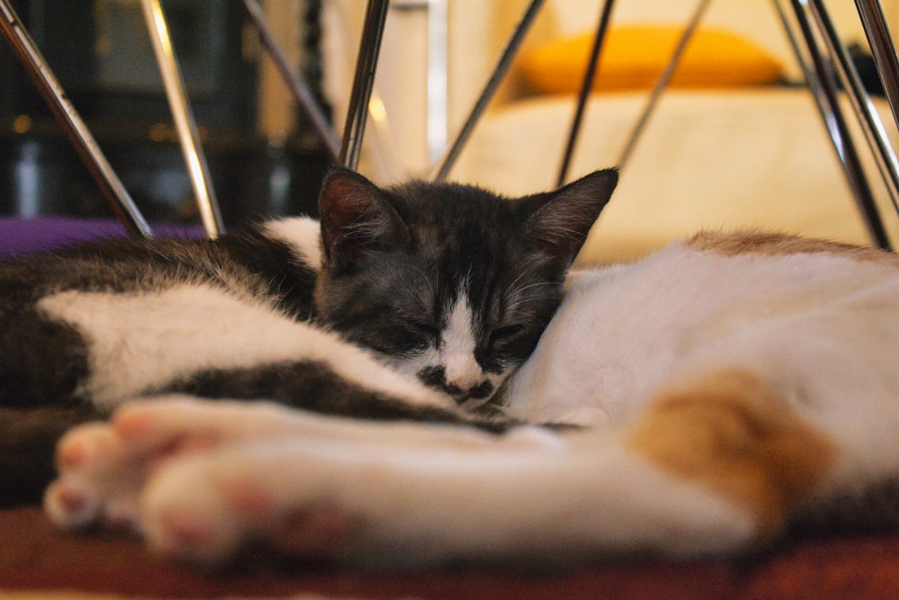 black and white cat lying on white textile