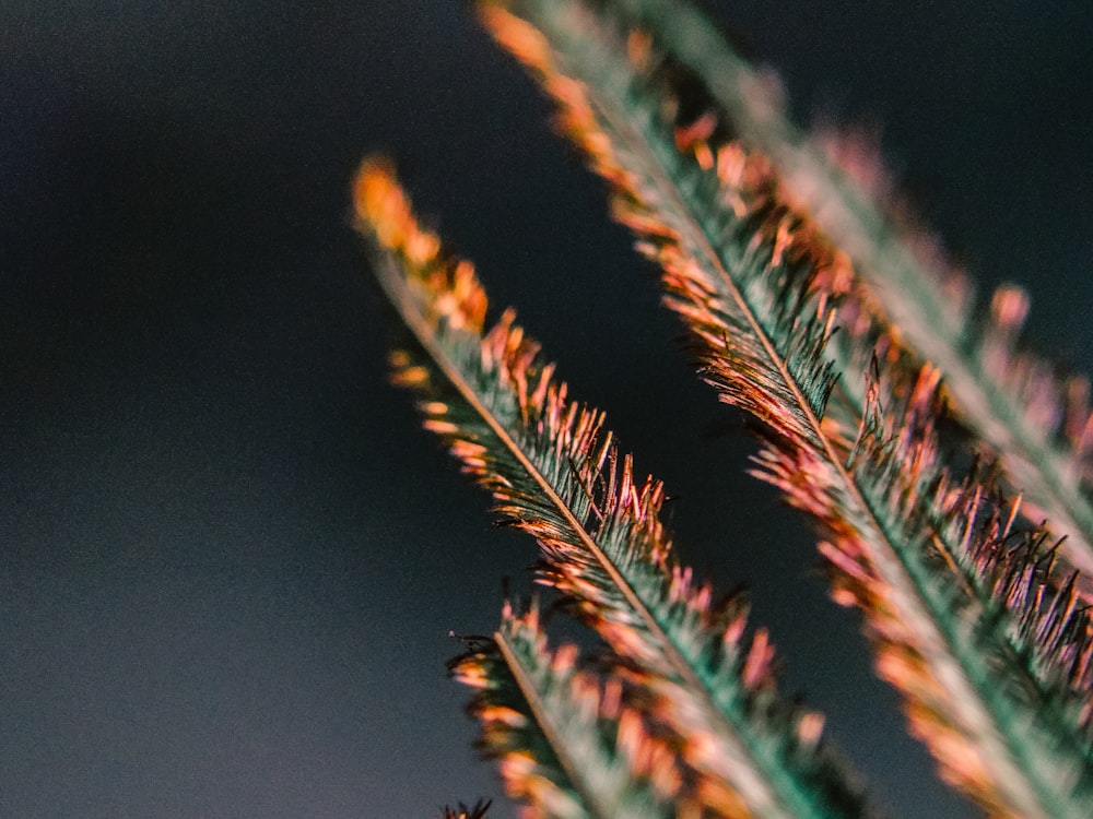 green and brown plant in close up photography