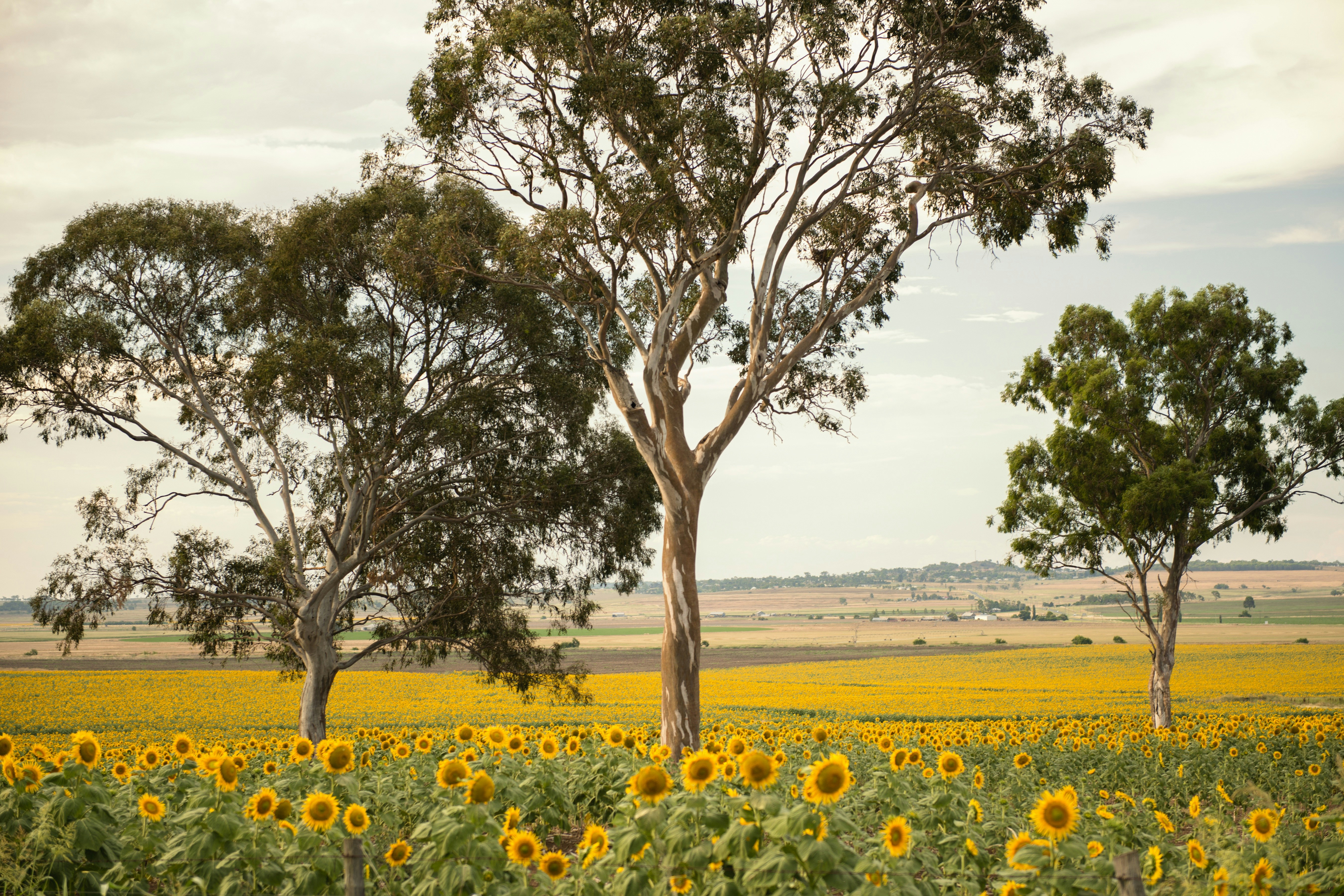 Sunflower Park