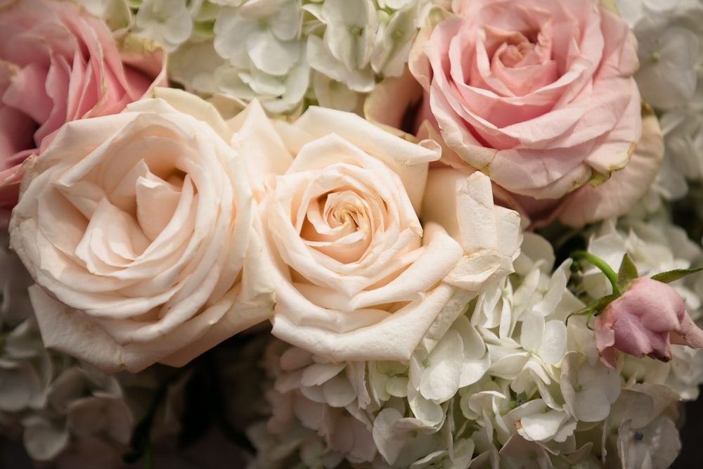 pink and white roses in bloom