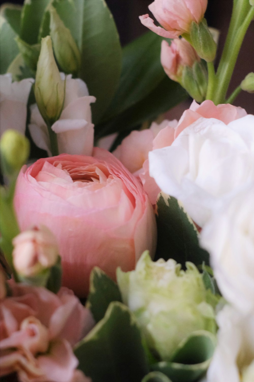 white and pink roses in bloom