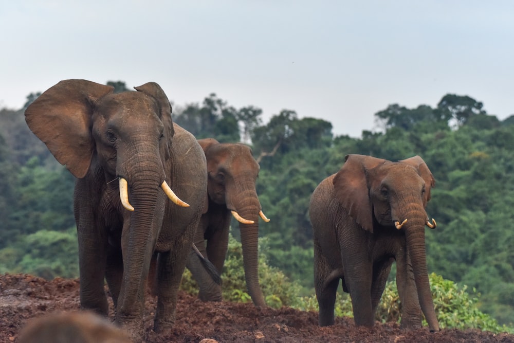 Brauner Elefant geht tagsüber auf braunem Boden