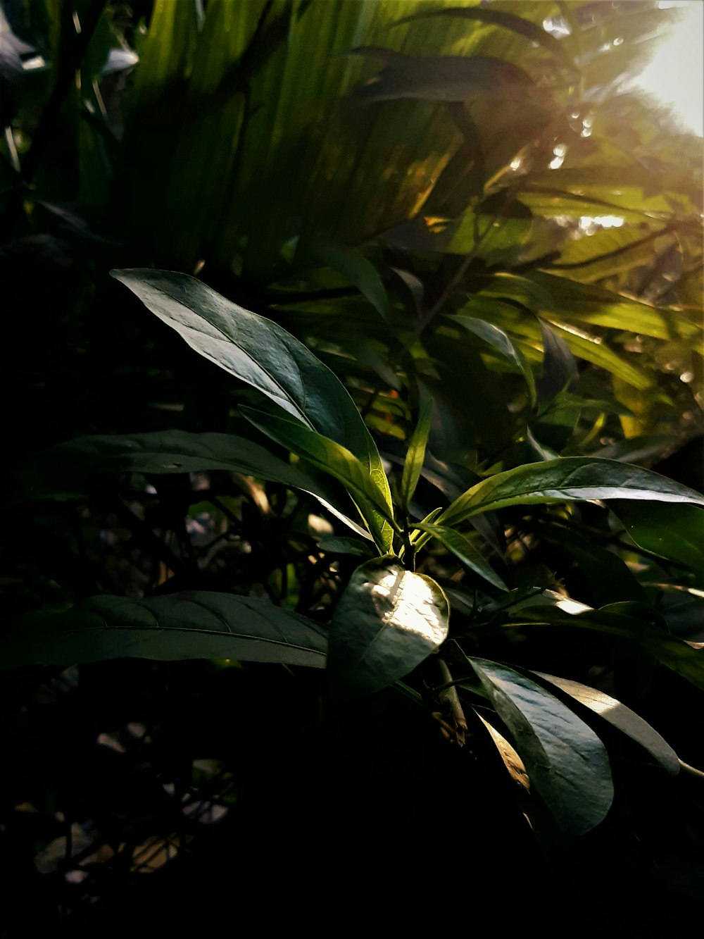 Planta de hoja verde durante el día