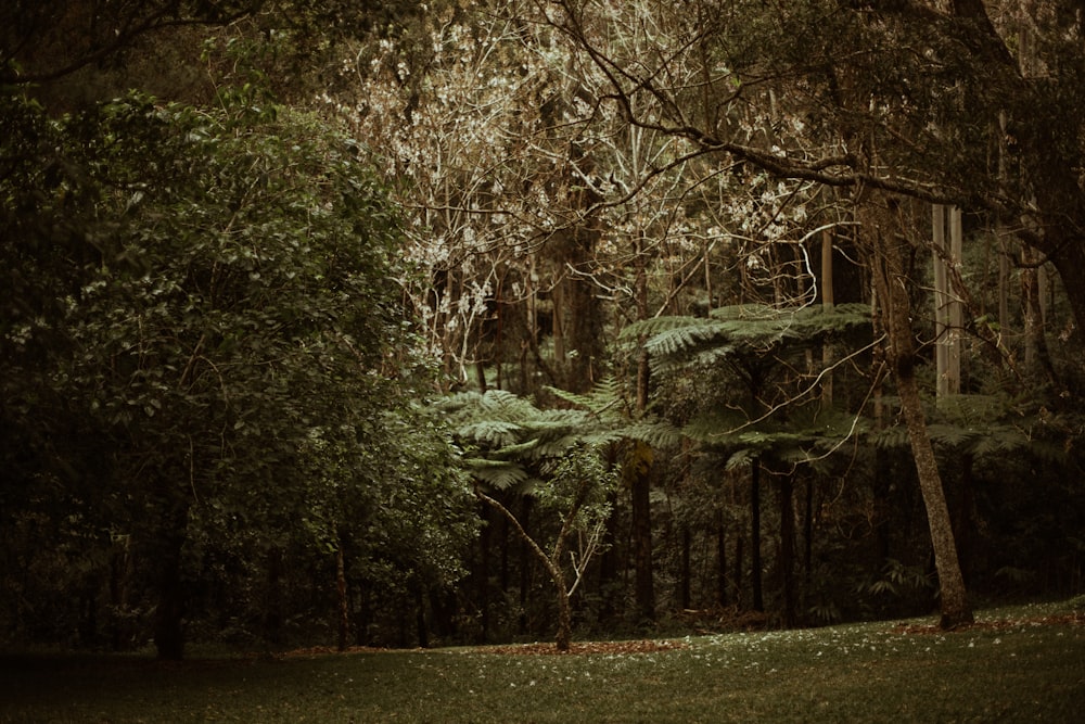 alberi verdi su campo di erba verde durante il giorno