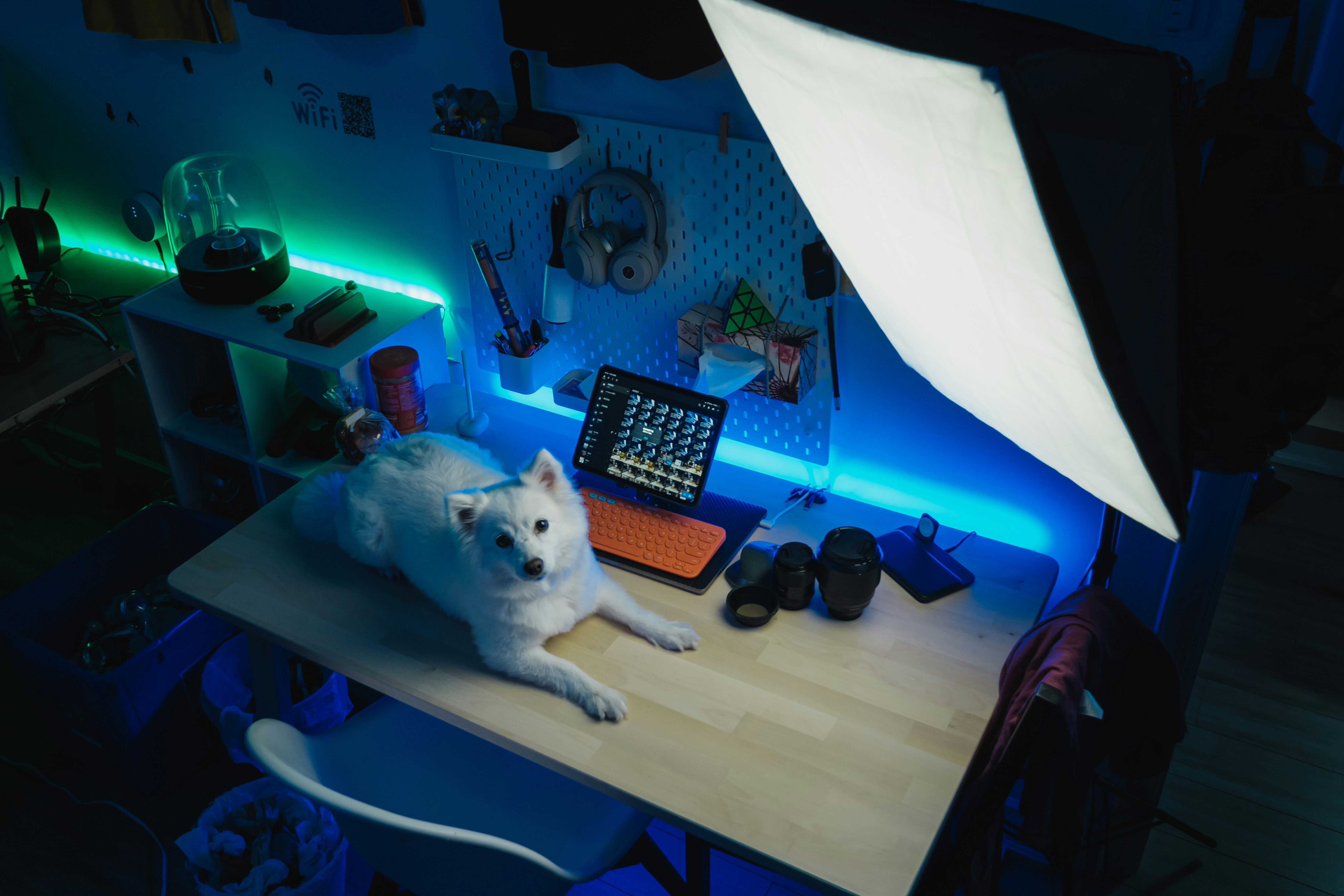 寵物攝影棚怎麼選？專為毛小孩打造的拍攝環境重點：Section 1: 攝影師的動物行為學專業：耐心之外更需要科學驗證