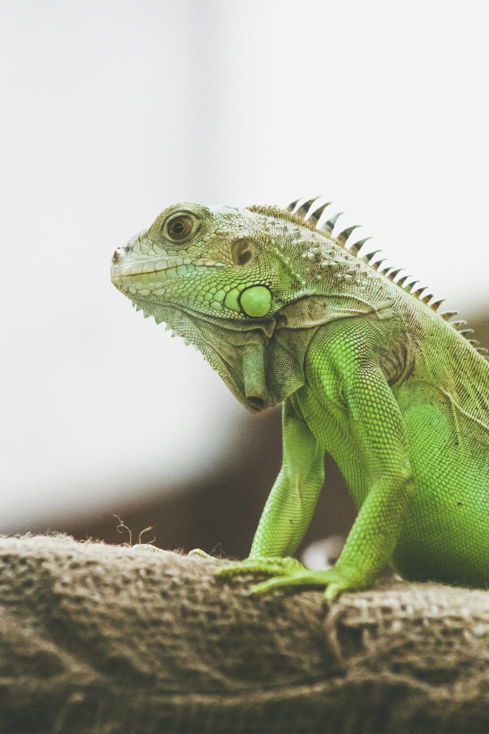 green and brown iguana on brown wooden surface