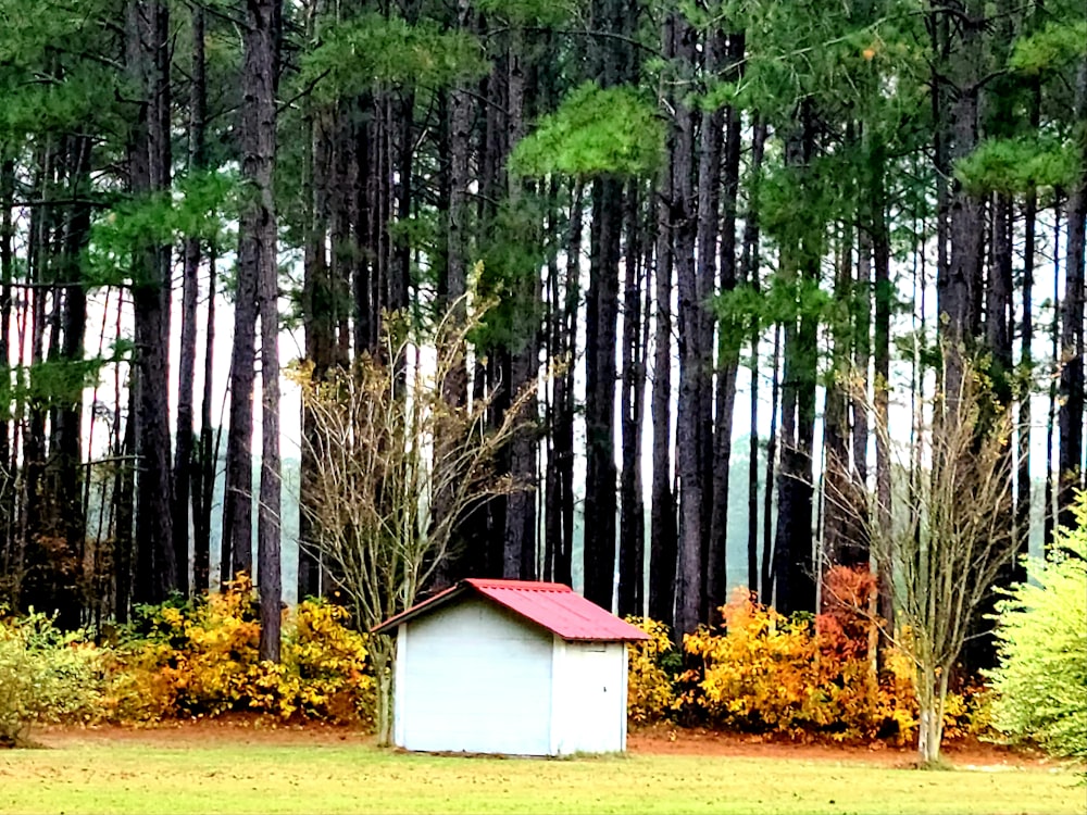 white and red wooden house in the woods