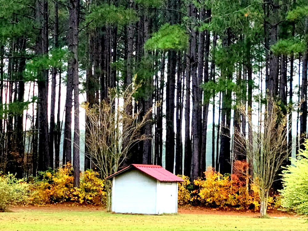 Casa de madera blanca y roja en el bosque