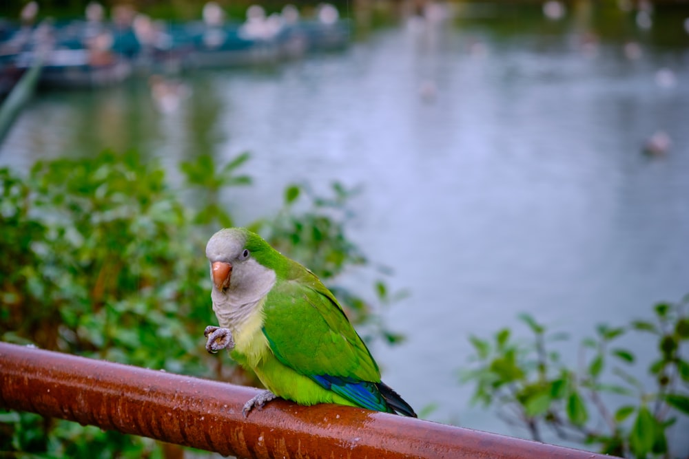 Loro verde en una cerca de madera marrón cerca del cuerpo de agua durante el día