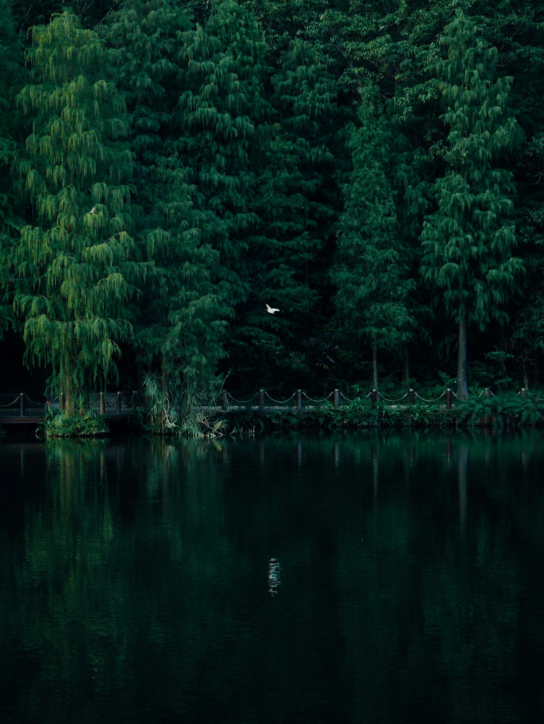 green trees beside body of water during daytime