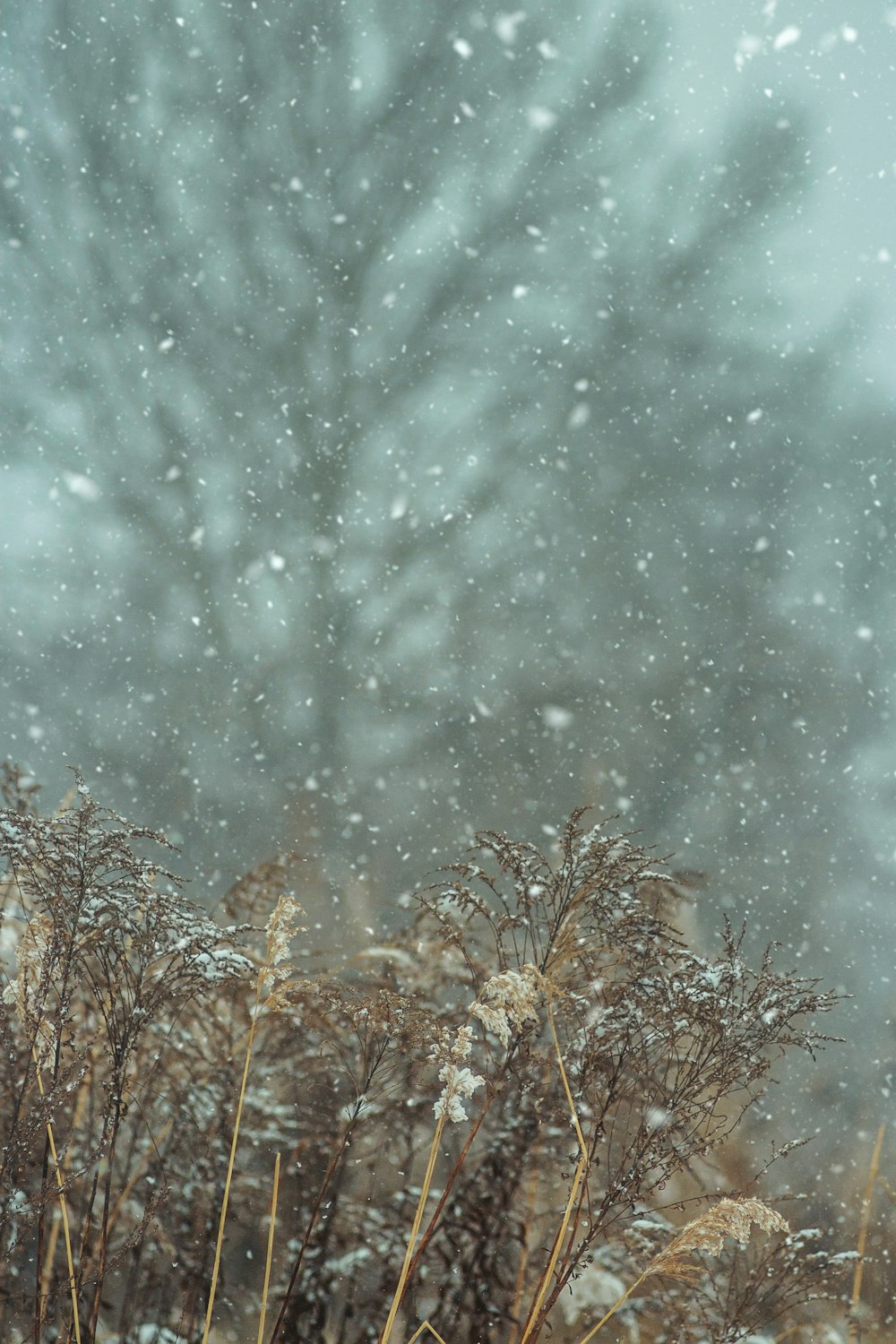 Lære Skur Historiker Winter Nature Pictures | Download Free Images on Unsplash