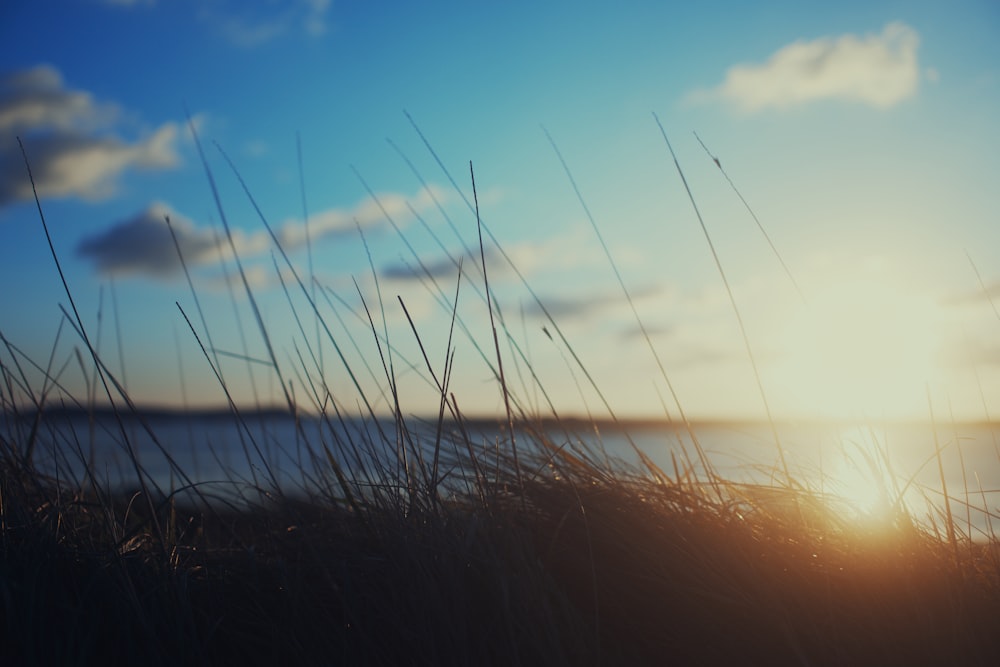 silhueta da grama perto do mar durante o pôr do sol