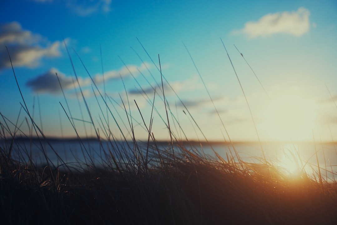 silhouette of grass near sea during sunset