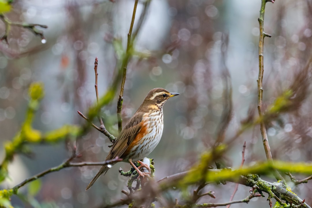 brown bird on tree branch during daytime