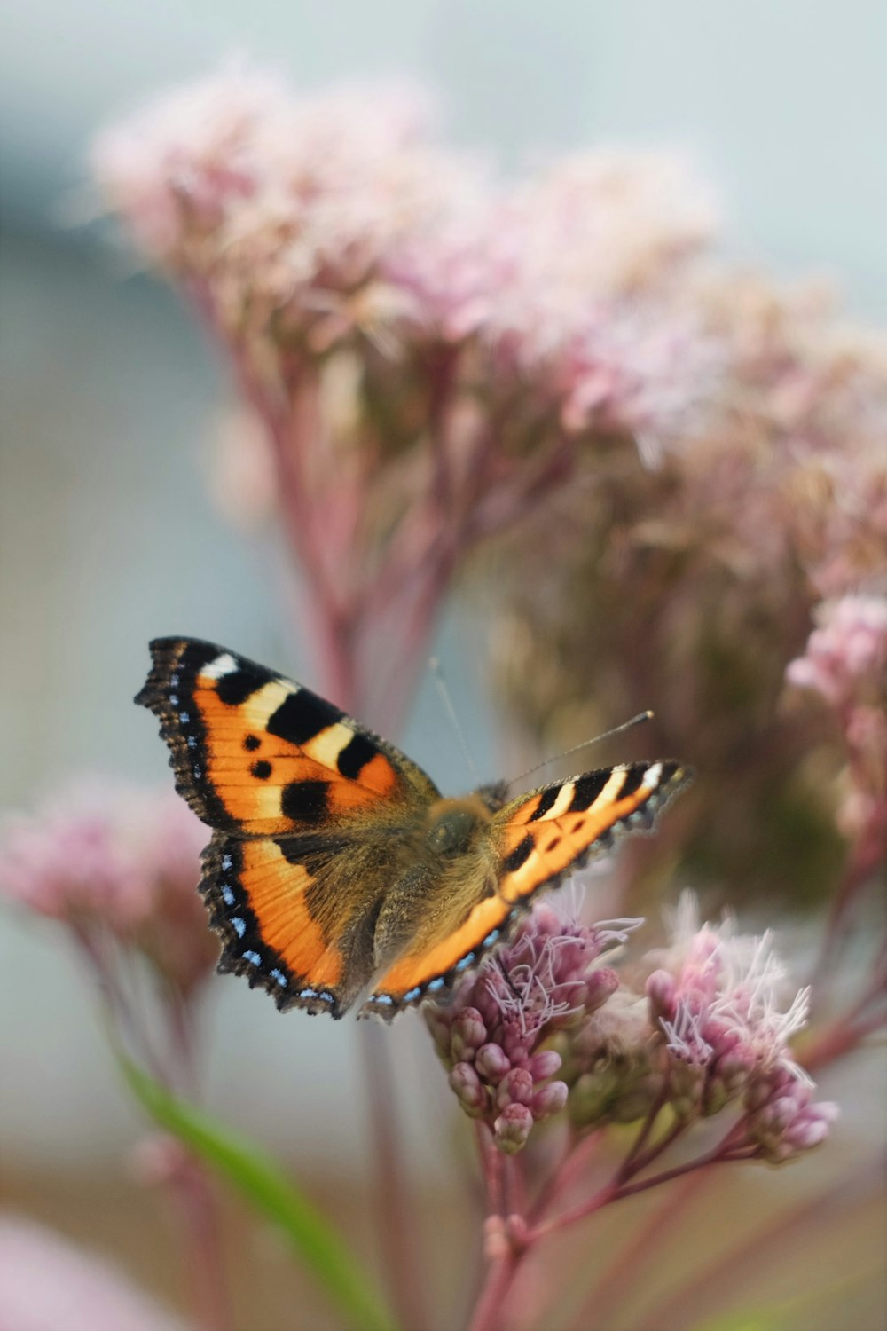 brauner schwarz-weißer Schmetterling sitzt auf rosa Blume