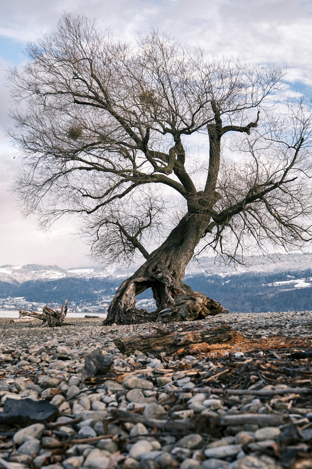 Árbol marrón en arena gris cerca del cuerpo de agua durante el día