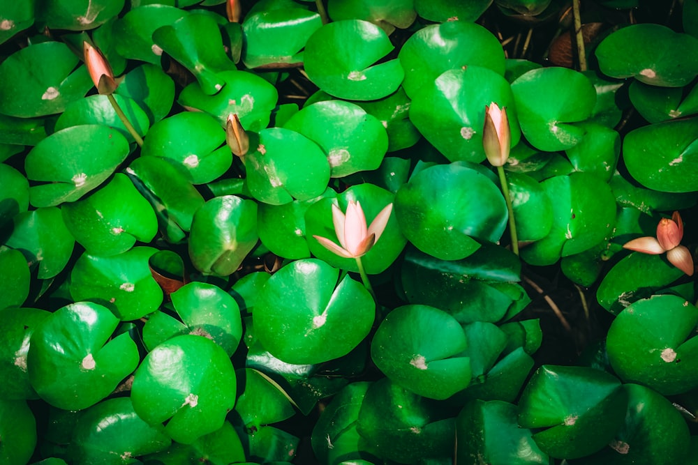 green and red flower buds