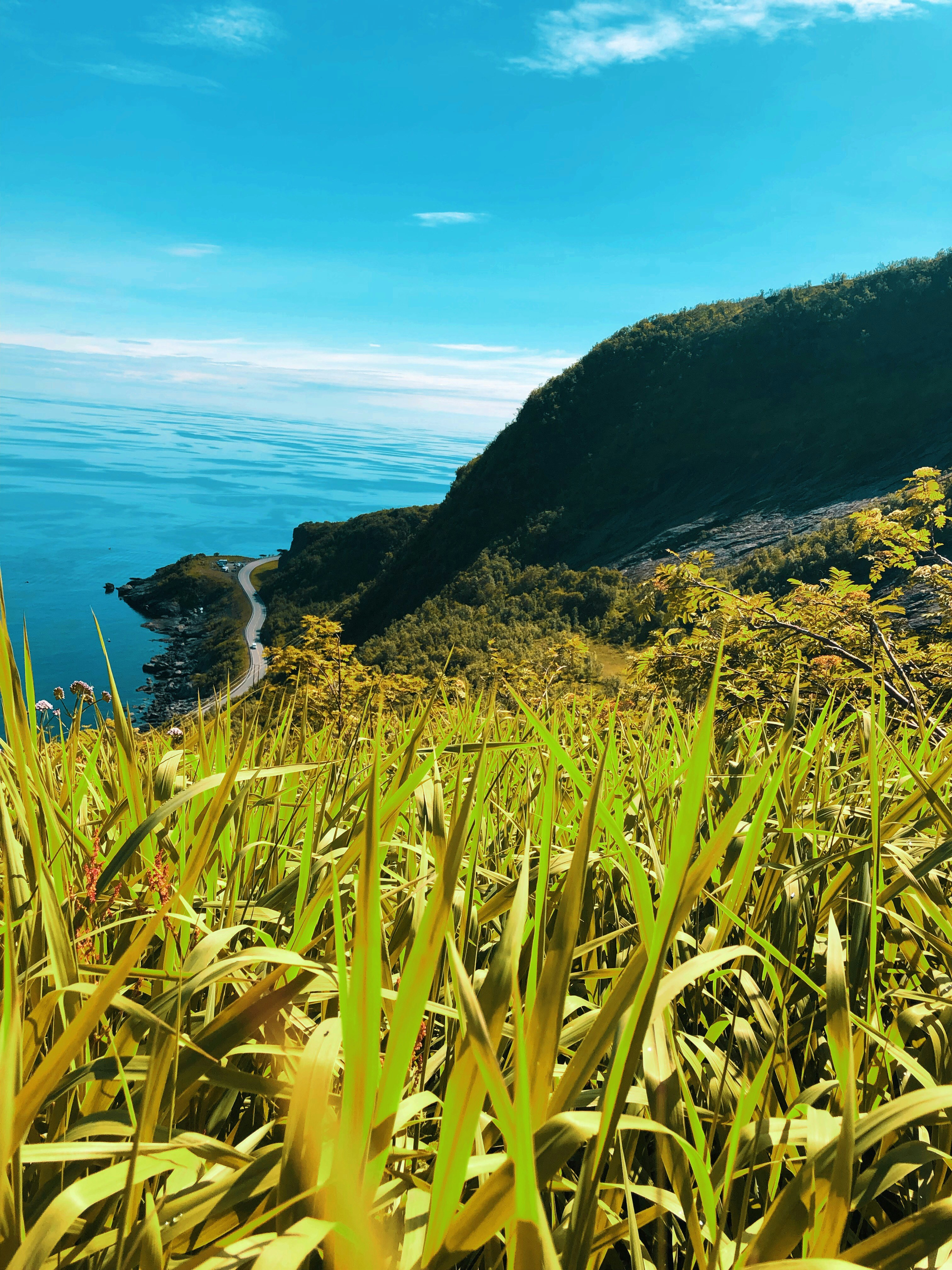 green grass near body of water during daytime