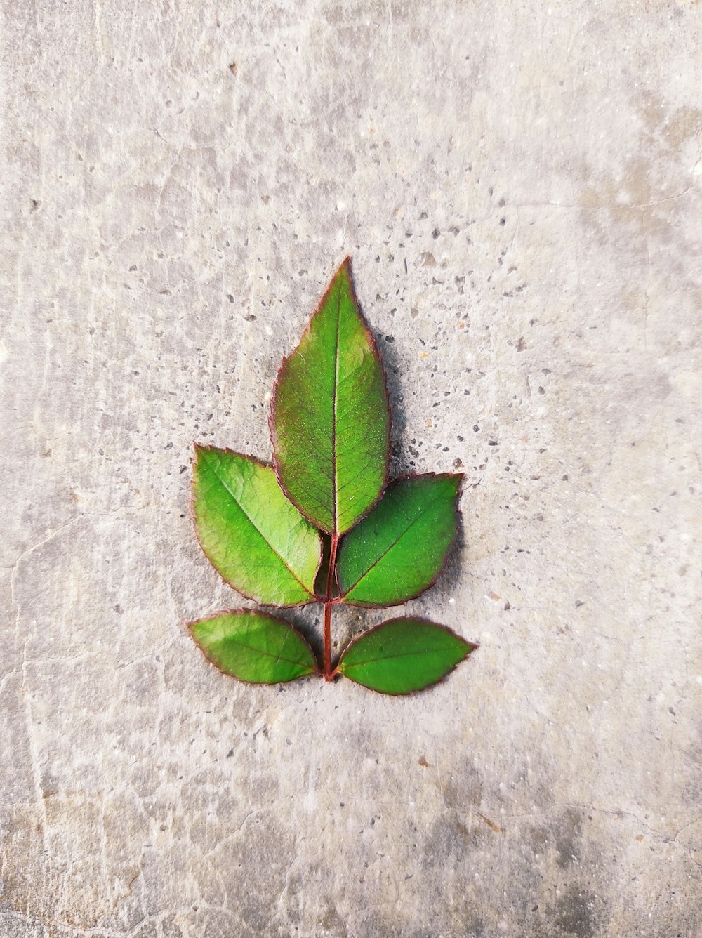 green leaf on white textile