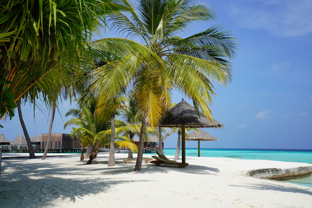 palm tree on beach shore during daytime