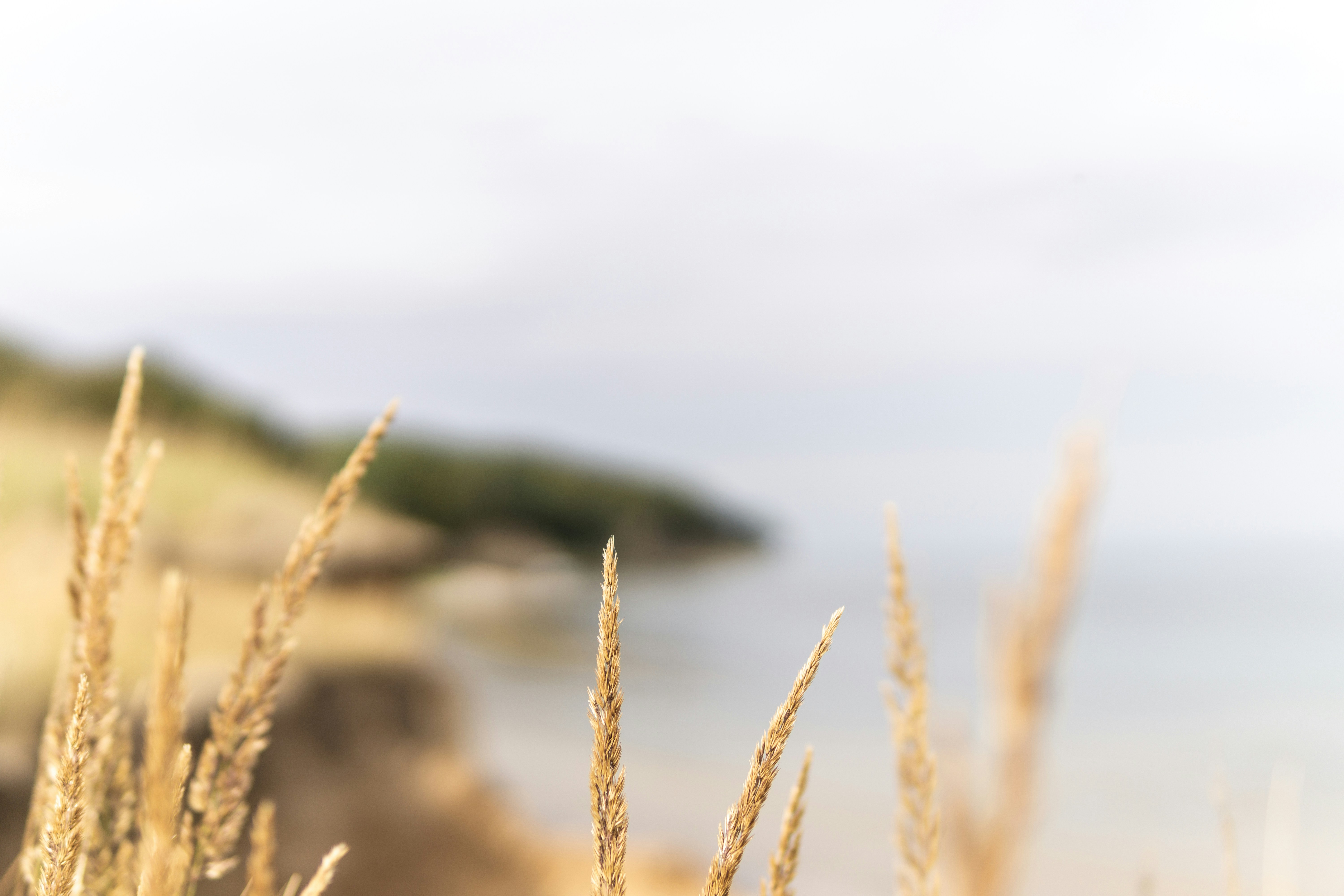 Flaxseed in your diet may prevent ovarian cancer