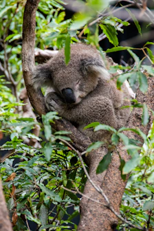 koala bear on tree during daytime
